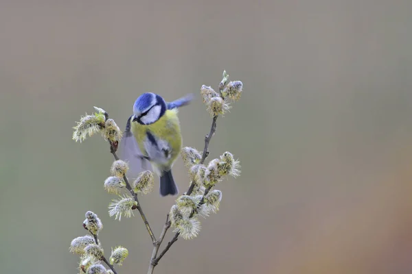 Scenic View Beautiful Titmouse Bird — Stock Photo, Image