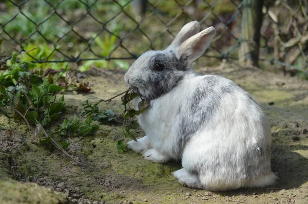 家兔吃聋荨麻 — 图库照片