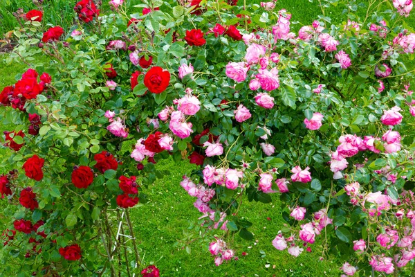 Όμορφα Κόκκινα Και Ροζ Τριαντάφυλλα Αναρρίχηση Στο Καλοκαίρι Garten — Φωτογραφία Αρχείου