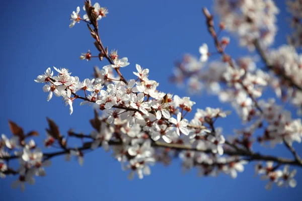 春のりんごの木に咲く花 — ストック写真