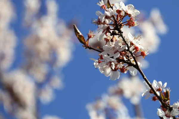 Blommor Ett Äppel Träd Våren — Stockfoto