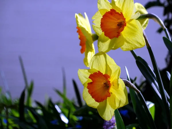 Bloeiende Narcissen Het Voorjaar — Stockfoto