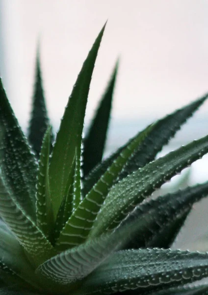 Primer Plano Una Planta Aloe Vera — Foto de Stock