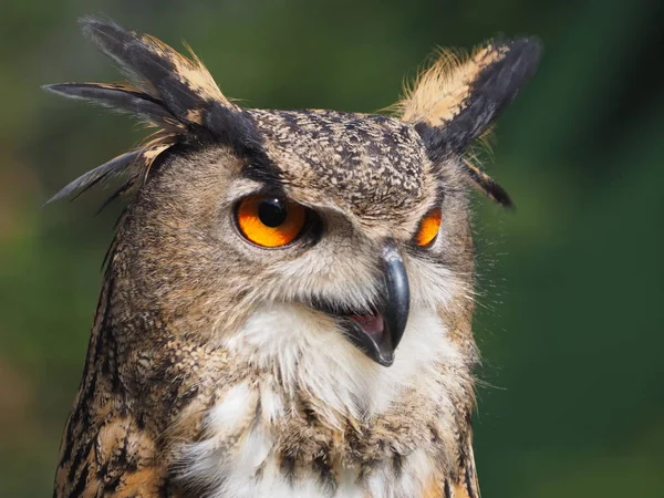 Vista Cerca Búho Águila Naturaleza Salvaje — Foto de Stock