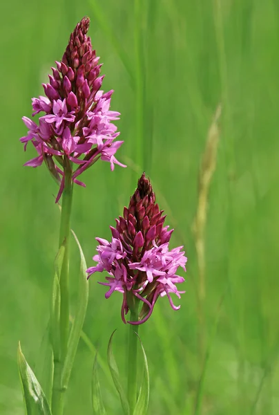 Anacamptis Pyramidalis Anacamptis Pyramidalis — Stock Photo, Image