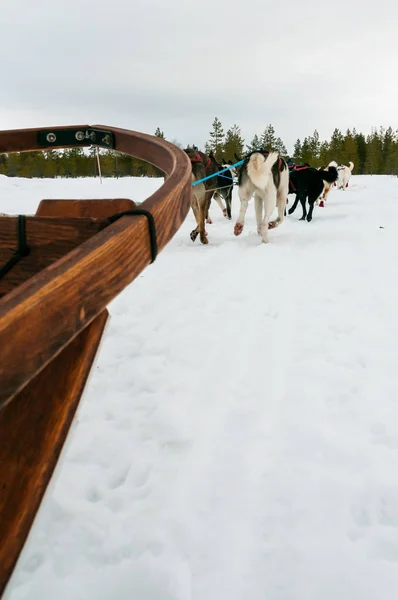 husky tracks in the snow,sled dogs in lapland at arjeplog
