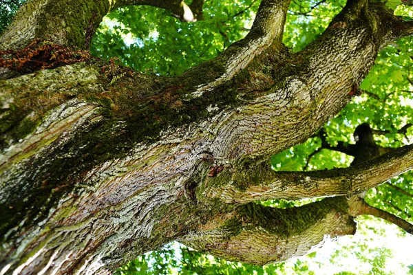 Opzoeken Van Een Eikenboom Kroon Met Lente Groen Gebladerte — Stockfoto