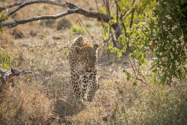 Leopardo Caminando Hacia Cámara Parque Nacional Kruger Sudáfrica —  Fotos de Stock