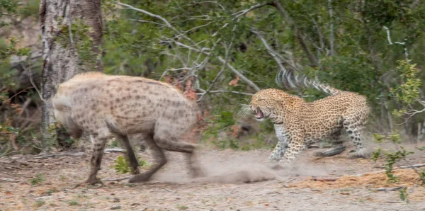 Leopardo Ahuyentando Una Hiena Manchada Parque Nacional Kruger Sudáfrica — Foto de Stock