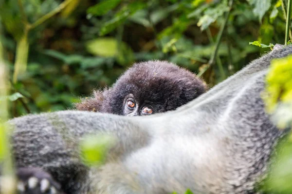 Baby Mountain Gorilla Hiding Silverback Virunga National Park Democratic Republic — Stock Photo, Image