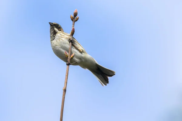 Rohrammer Siede Ramo — Foto Stock