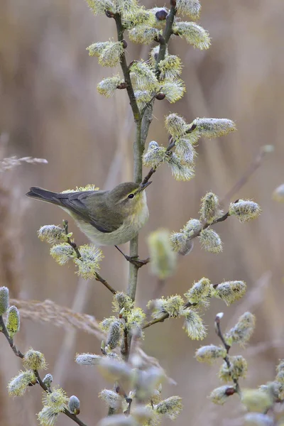 Utsikt Över Fågel Naturen — Stockfoto