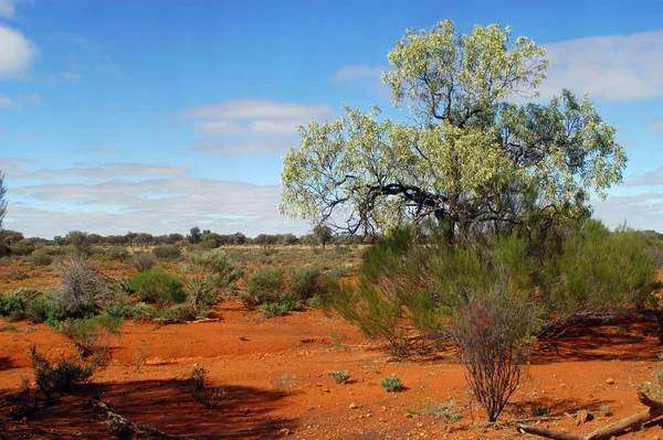 Der Australische Busch Westen Australiens — Stockfoto