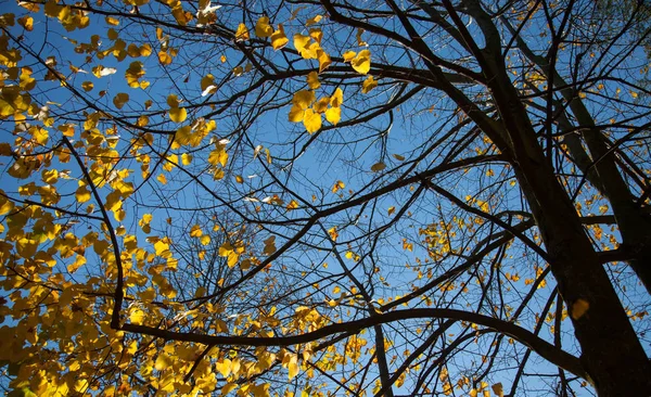 Hermoso Follaje Colorido Otoño — Foto de Stock