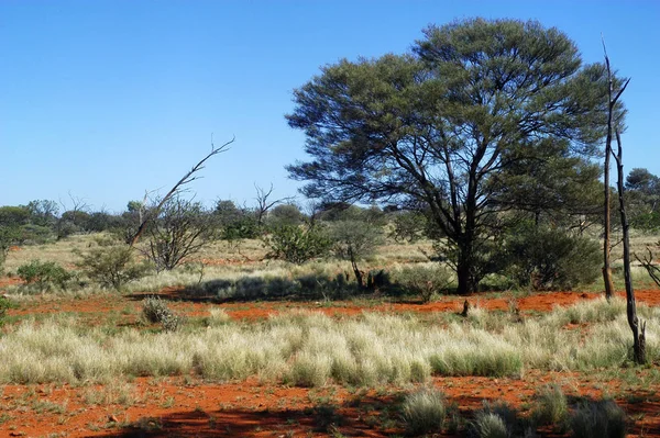 Landschaft Des Australischen Busches — Stockfoto