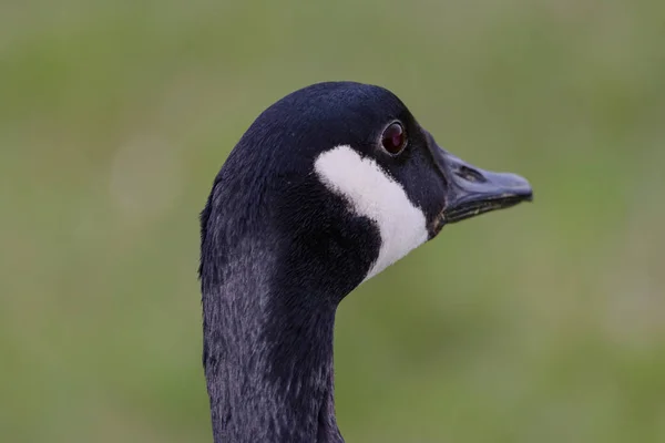 Kanadai Goose Keres Jobbra Vissza Keret Szelektív Fókusz Előtér Háttér — Stock Fotó