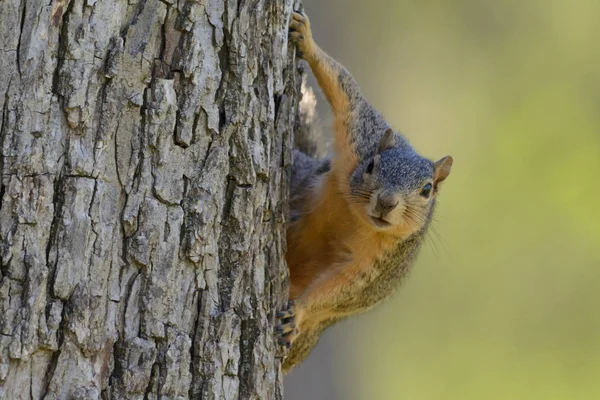 Fox Squirrel Hanging Tree Expressive Look Comical — Stock Photo, Image