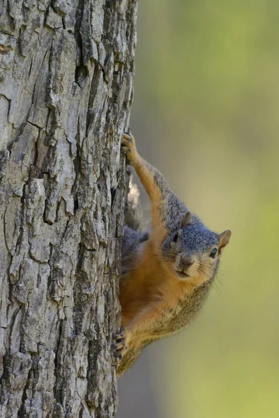 Fox Squirrel Hanging Tree Expressive Look Comical — Stock Photo, Image
