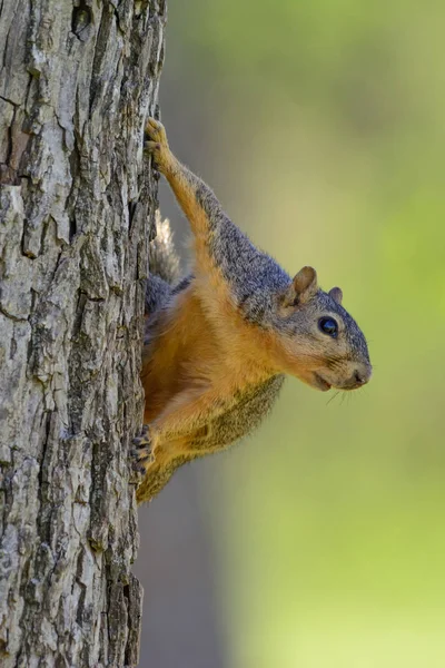 Fox Squirrel Hanging Tree Expressive Look Comical — Stock Photo, Image