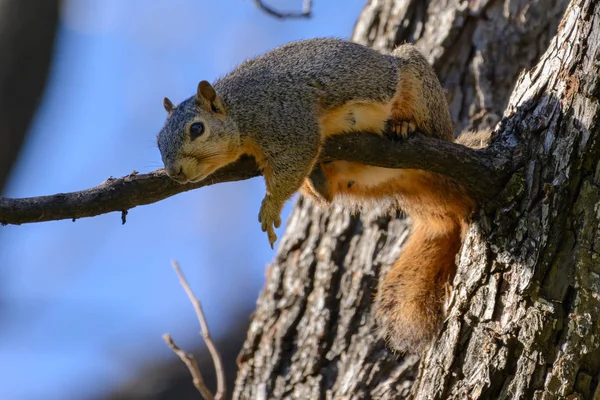 Comical Squirrel Bright Eyes Laying Branch Seeming Shoot Bird Camera — Stock Photo, Image