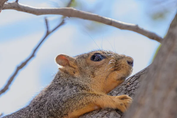 Fox Squirrel Hanging Tree Expressive Look Comical — Stock Photo, Image