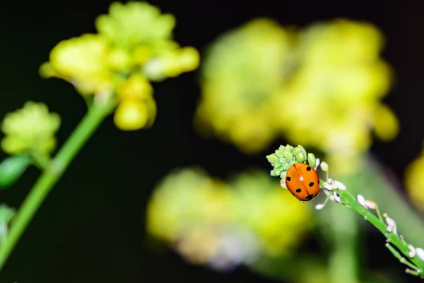 Coccinelle Lady Bug Sur Tige Fleur Avec Des Fleurs Jaunes — Photo