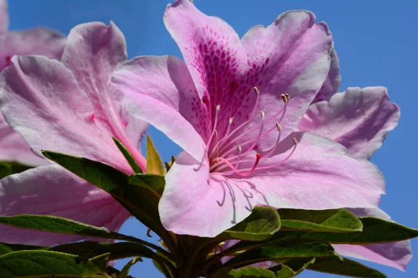 Tek Pembe Azalea Çiçeği Pembe Çiçekli Mavi Gökyüzü Taşralı — Stok fotoğraf