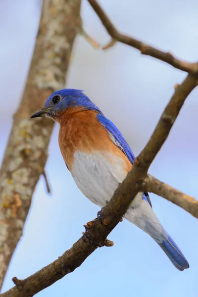 Very Bright Young Northern Bluebird Encaramado Una Rama Mirando Hacia — Foto de Stock