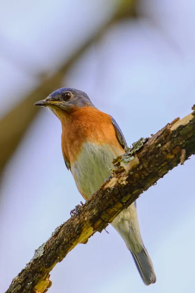 Młody Północny Bluebird Siched Gałęzi Kolorowe Blue Sky Tło — Zdjęcie stockowe