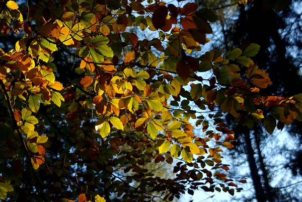 Leuchtender Buchenzweig Herbst — Stockfoto