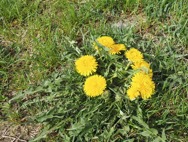 Желтый Одуванчик Taraxacum Officinale — стоковое фото