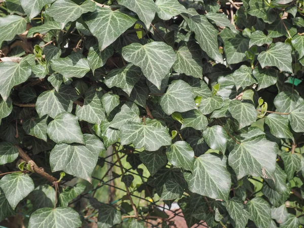 Zielony Bluszcz Hedera Rośliny Przydatne Jako Tło — Zdjęcie stockowe