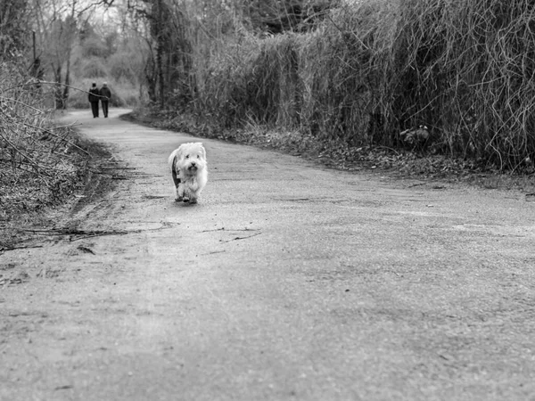 Собака Одиночестве — стоковое фото