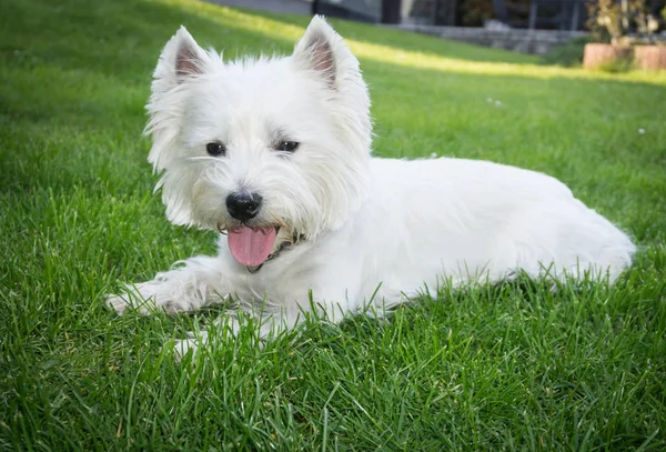 Λευκό Samoyed Σκυλί Πράσινο Γρασίδι — Φωτογραφία Αρχείου