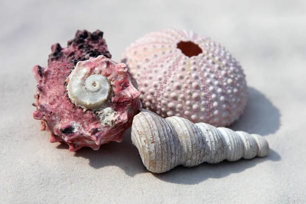 素晴らしい砂浜のムール貝とウニ — ストック写真