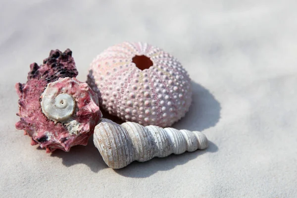 Mušle Mořské Ježky Jemné Písečné Pláži — Stock fotografie