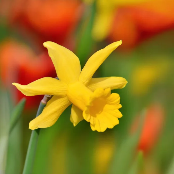 Пелюстки Тюльпанів Весняна Флора — стокове фото