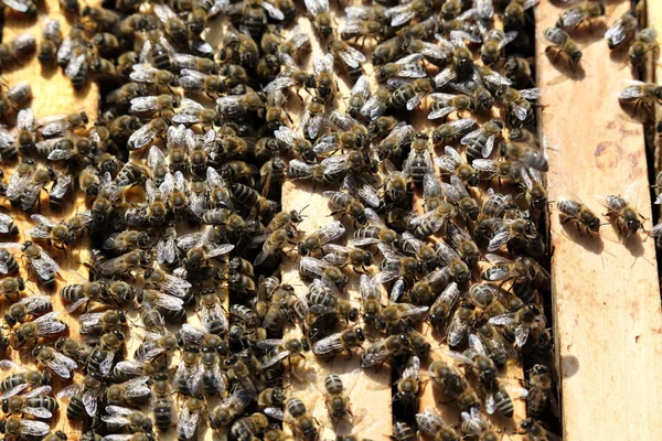 Muchas Abejas Miel Caja —  Fotos de Stock