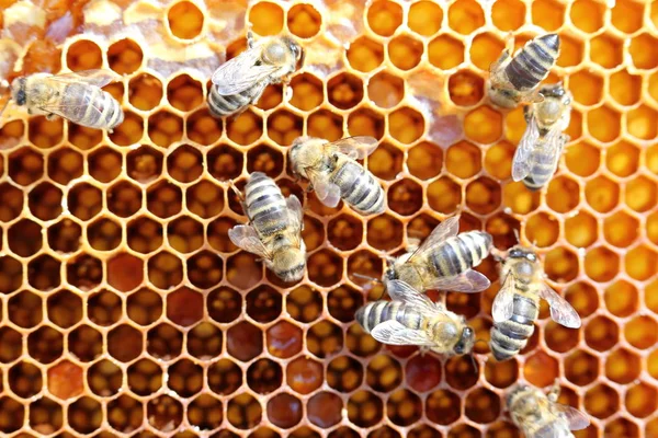 Een Paar Honingbijen Een Honingraat — Stockfoto