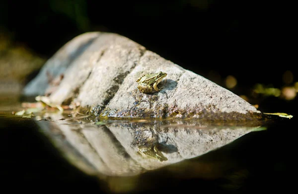 Samotny Żaba Skale Wodzie Gotowy Skoku Estremadura Hiszpania — Zdjęcie stockowe