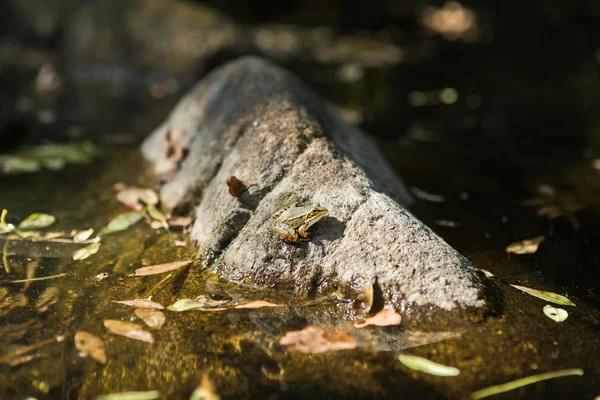 Lonely frog on a rock in water, ready to jump. Extremadura, Spain