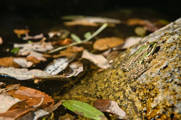 Osamělý Žába Skále Vodě Připraven Skoku Extremadura Španělsko — Stock fotografie
