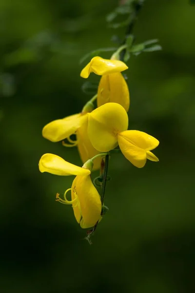 Broom Broom Cytisus Scoparius — стоковое фото