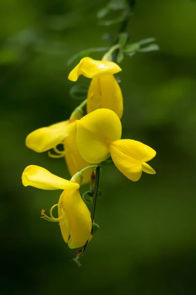 Escoba Escoba Cytisus Scoparius — Foto de Stock