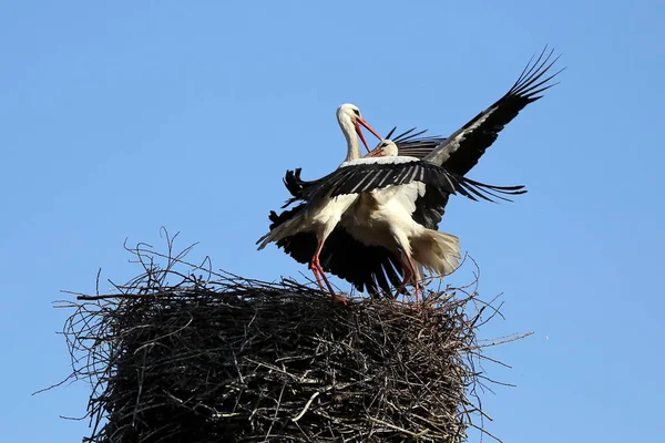 Kämpa För Boet — Stockfoto