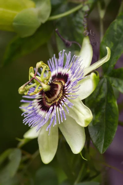 Blue Passiflora Blue Passion Flower — Stock Photo, Image