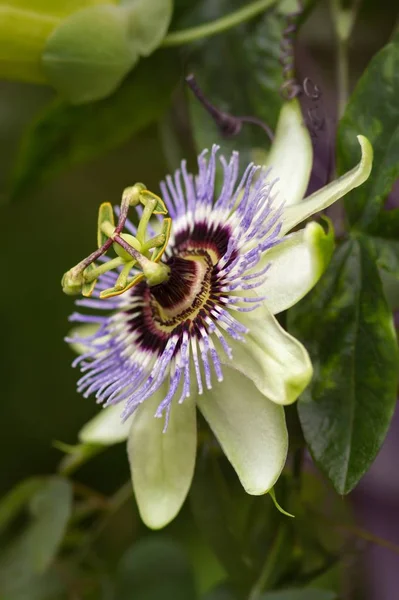 Μπλε Passiflora Μπλε Λουλούδι Πάθος — Φωτογραφία Αρχείου