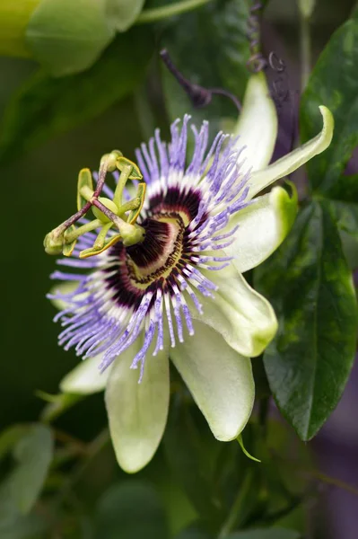 Blue Passiflora Blue Passion Flower — Stock Photo, Image