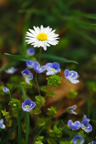 Γραφική Θέα Των Όμορφων Μαργαρίτες Λουλούδια — Φωτογραφία Αρχείου