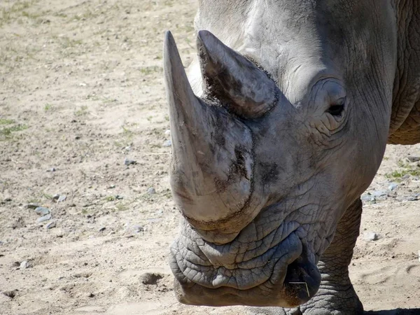 Nashorn Tiere Tierwelt Flora Und Fauna — Stockfoto